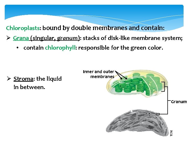 Chloroplasts: bound by double membranes and contain: Ø Grana (singular, granum): stacks of disk-like
