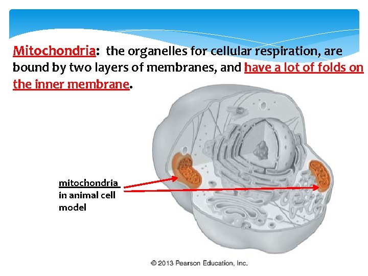 Mitochondria: the organelles for cellular respiration, are bound by two layers of membranes, and