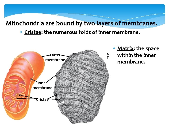 Mitochondria are bound by two layers of membranes. Outer membrane Inner membrane Cristae TEM