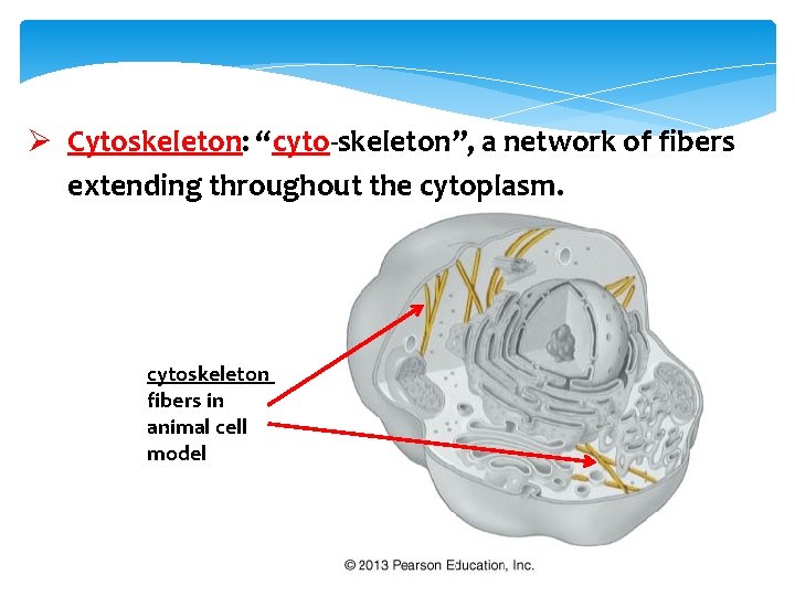 Ø Cytoskeleton: “cyto-skeleton”, a network of fibers extending throughout the cytoplasm. cytoskeleton fibers in