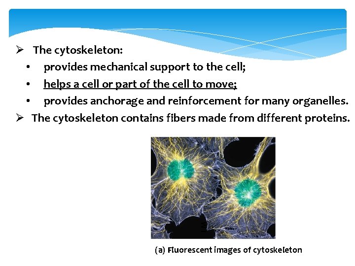 Figure 4. 21 LM Ø The cytoskeleton: • provides mechanical support to the cell;