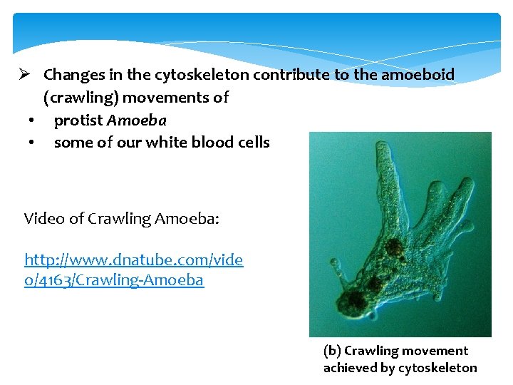 Ø Changes in the cytoskeleton contribute to the amoeboid (crawling) movements of • protist