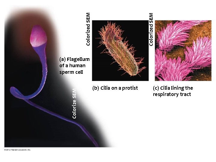 Colorized SEM Colorize SEM (a) Flagellum of a human sperm cell (b) Cilia on