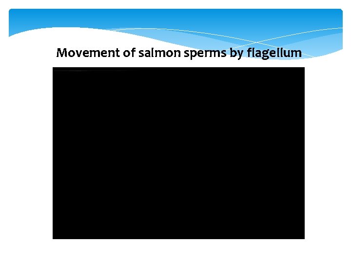 Movement of salmon sperms by flagellum 