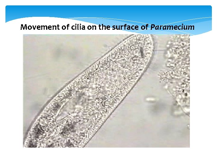 Movement of cilia on the surface of Paramecium 