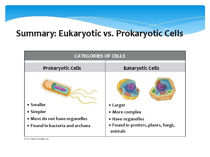 Summary: Eukaryotic vs. Prokaryotic Cells CATEGORIES OF CELLS Prokaryotic Cells Eukaryotic Cells • Smaller