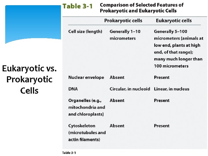 Eukaryotic vs. Prokaryotic Cells 