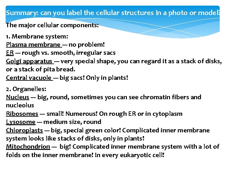 Summary: can you label the cellular structures in a photo or model? The major