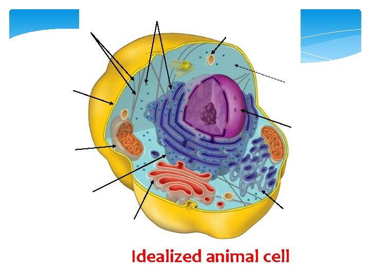 Idealized animal cell 