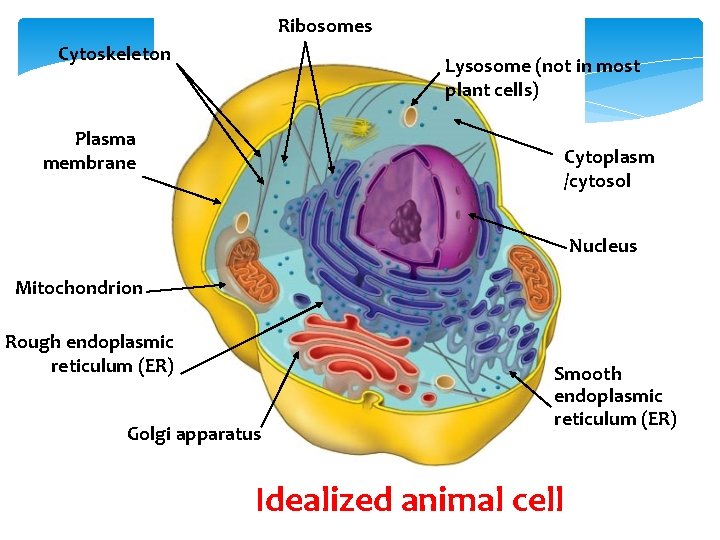 Ribosomes Cytoskeleton Lysosome (not in most plant cells) Plasma membrane Cytoplasm /cytosol Nucleus Mitochondrion