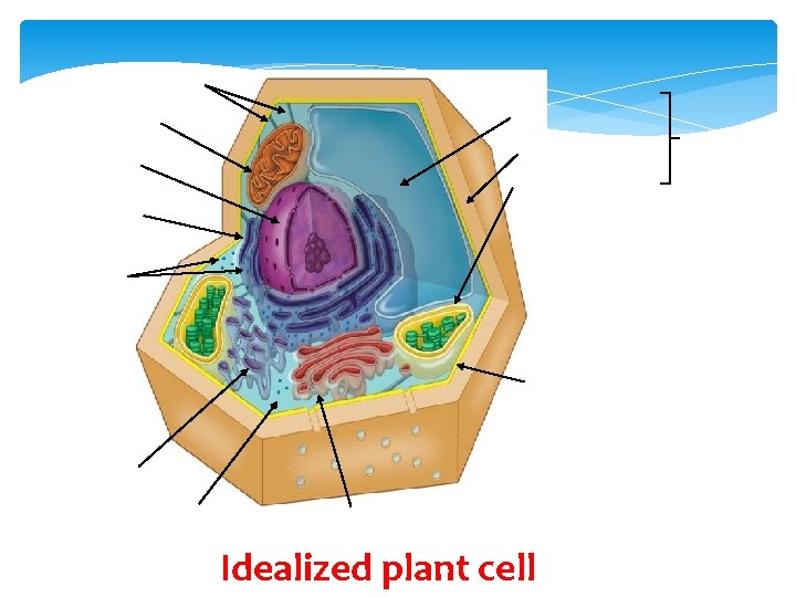 Idealized plant cell 