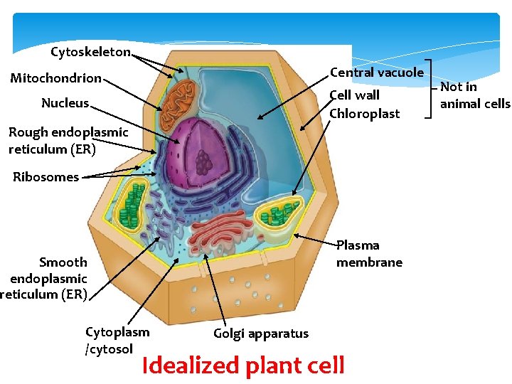 Cytoskeleton Central vacuole Mitochondrion Cell wall Chloroplast Nucleus Rough endoplasmic reticulum (ER) Ribosomes Plasma