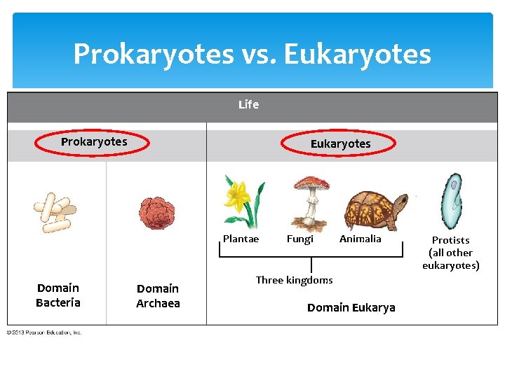 Prokaryotes vs. Eukaryotes Life Prokaryotes Eukaryotes Plantae Domain Bacteria Domain Archaea Fungi Animalia Three