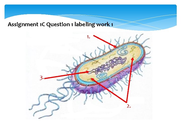 Assignment 1 C Question 1 labeling work 1 1. 3. 2. 