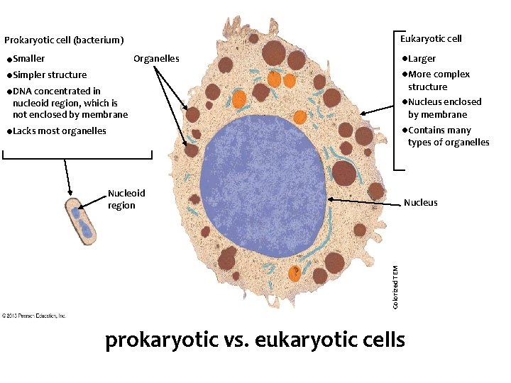 Eukaryotic cell Prokaryotic cell (bacterium) • Smaller • Simpler structure • DNA concentrated in