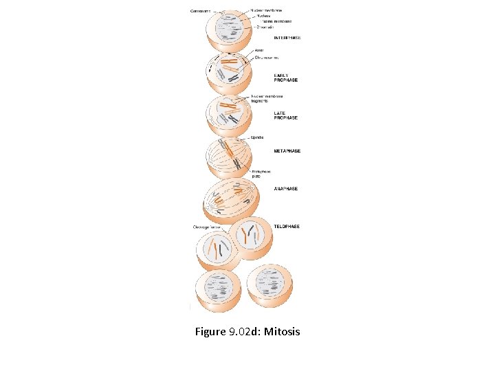 Figure 9. 02 d: Mitosis 