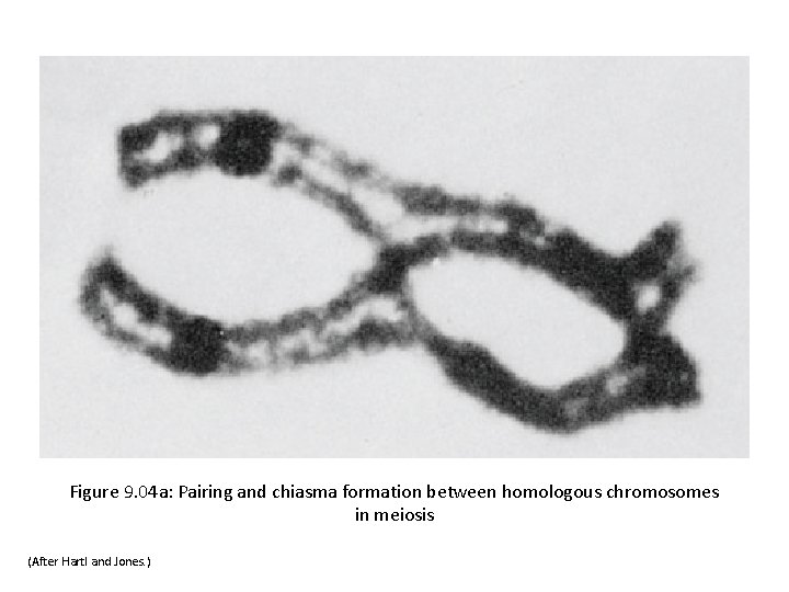 Figure 9. 04 a: Pairing and chiasma formation between homologous chromosomes in meiosis (After
