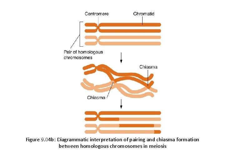 Figure 9. 04 b: Diagrammatic interpretation of pairing and chiasma formation between homologous chromosomes
