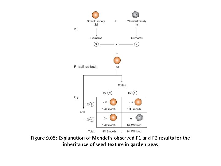 Figure 9. 05: Explanation of Mendel's observed F 1 and F 2 results for