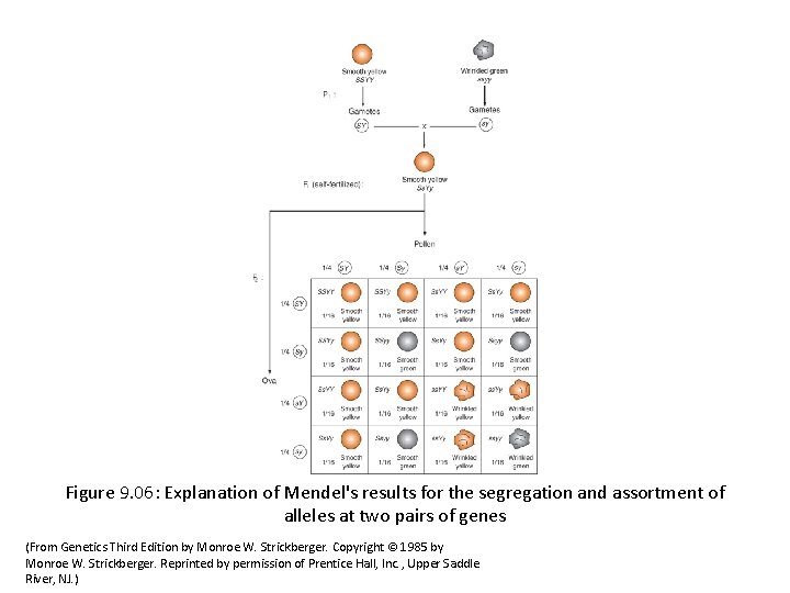 Figure 9. 06: Explanation of Mendel's results for the segregation and assortment of alleles
