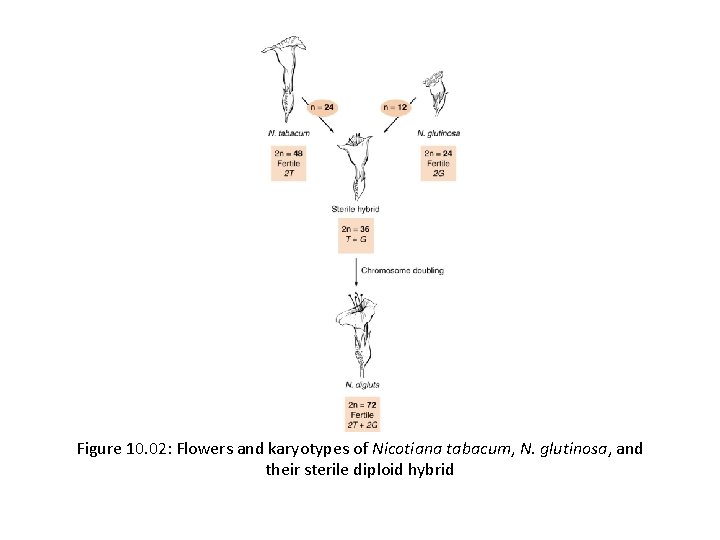 Figure 10. 02: Flowers and karyotypes of Nicotiana tabacum, N. glutinosa, and their sterile