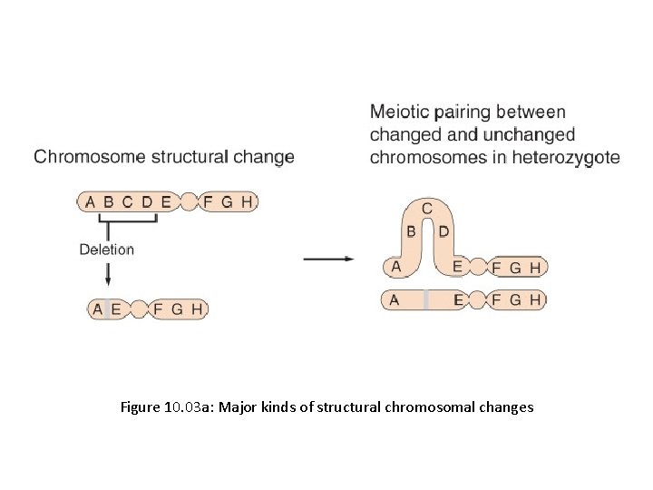 Figure 10. 03 a: Major kinds of structural chromosomal changes 