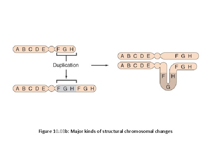Figure 10. 03 b: Major kinds of structural chromosomal changes 