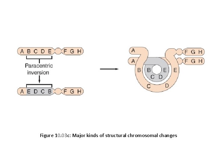 Figure 10. 03 c: Major kinds of structural chromosomal changes 