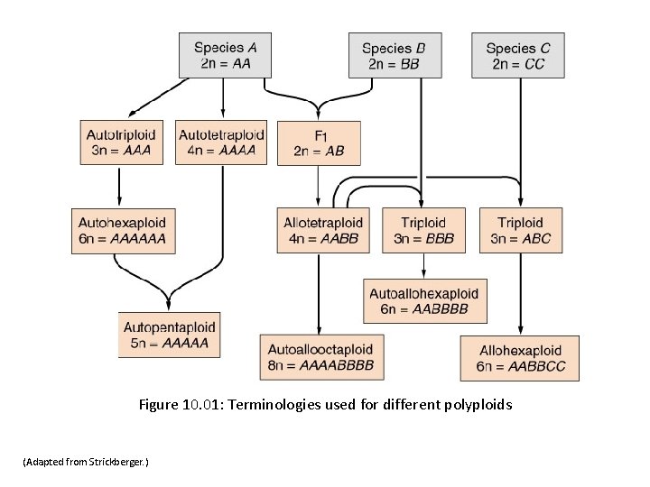 Figure 10. 01: Terminologies used for different polyploids (Adapted from Strickberger. ) 