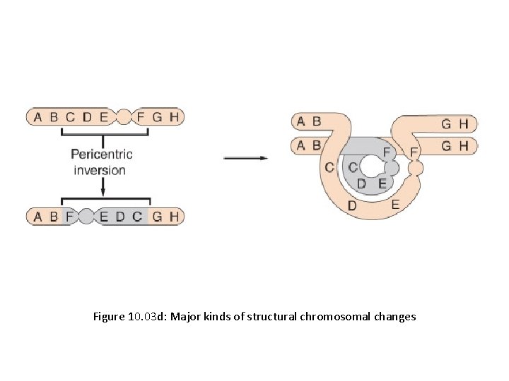 Figure 10. 03 d: Major kinds of structural chromosomal changes 