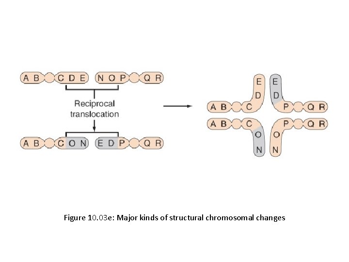 Figure 10. 03 e: Major kinds of structural chromosomal changes 