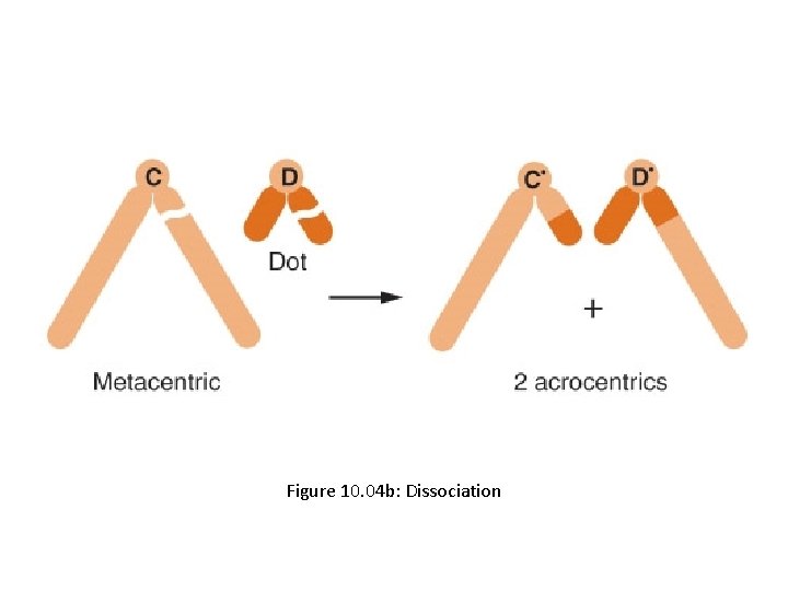 Figure 10. 04 b: Dissociation 