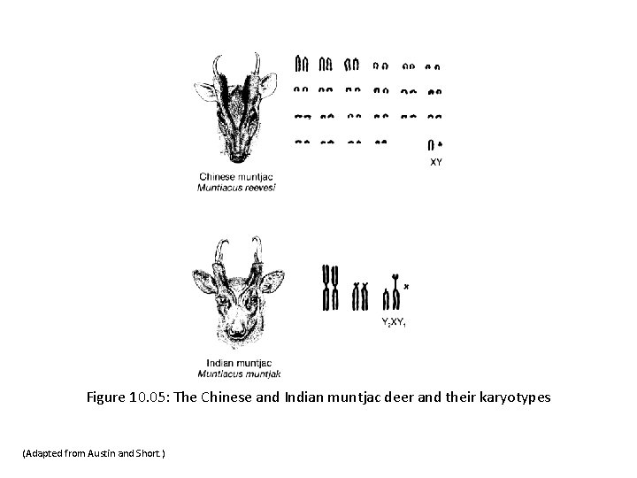 Figure 10. 05: The Chinese and Indian muntjac deer and their karyotypes (Adapted from