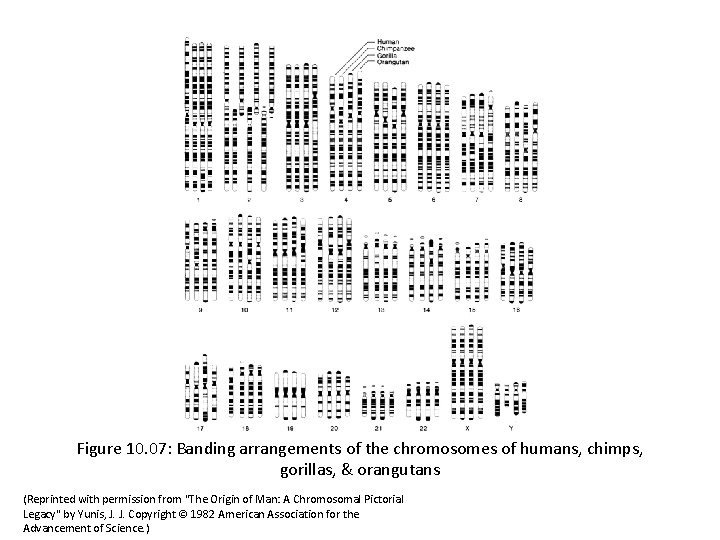 Figure 10. 07: Banding arrangements of the chromosomes of humans, chimps, gorillas, & orangutans