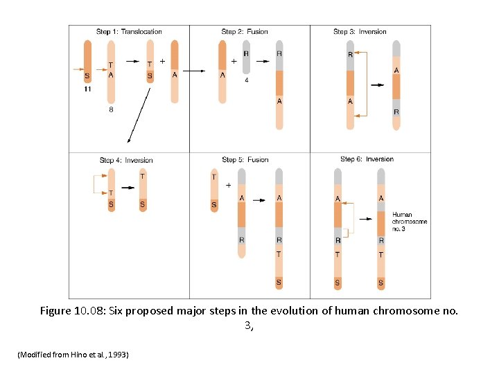 Figure 10. 08: Six proposed major steps in the evolution of human chromosome no.