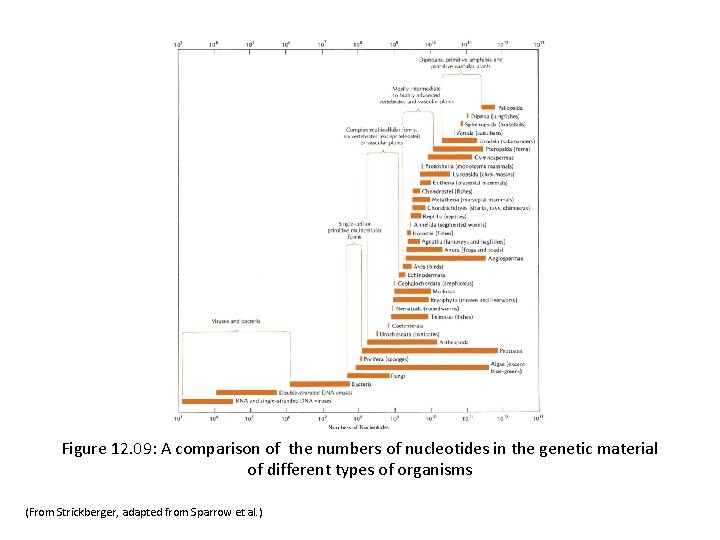 Figure 12. 09: A comparison of the numbers of nucleotides in the genetic material