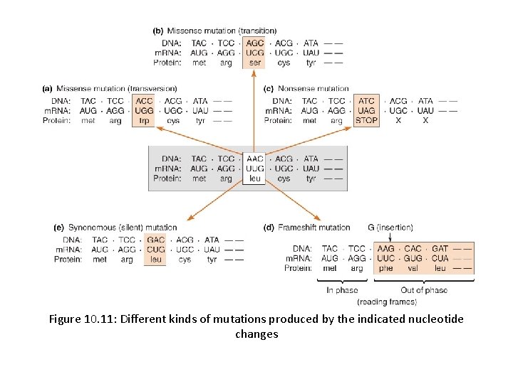 Figure 10. 11: Different kinds of mutations produced by the indicated nucleotide changes 