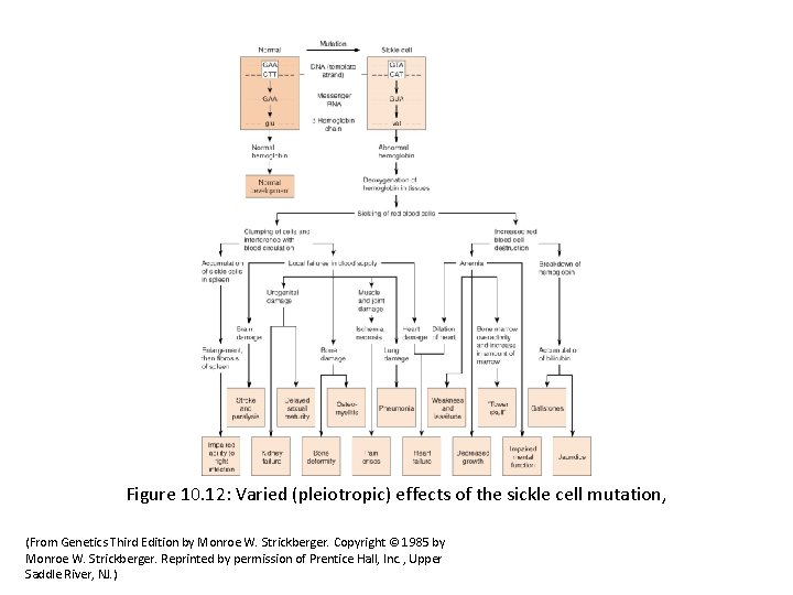 Figure 10. 12: Varied (pleiotropic) effects of the sickle cell mutation, (From Genetics Third