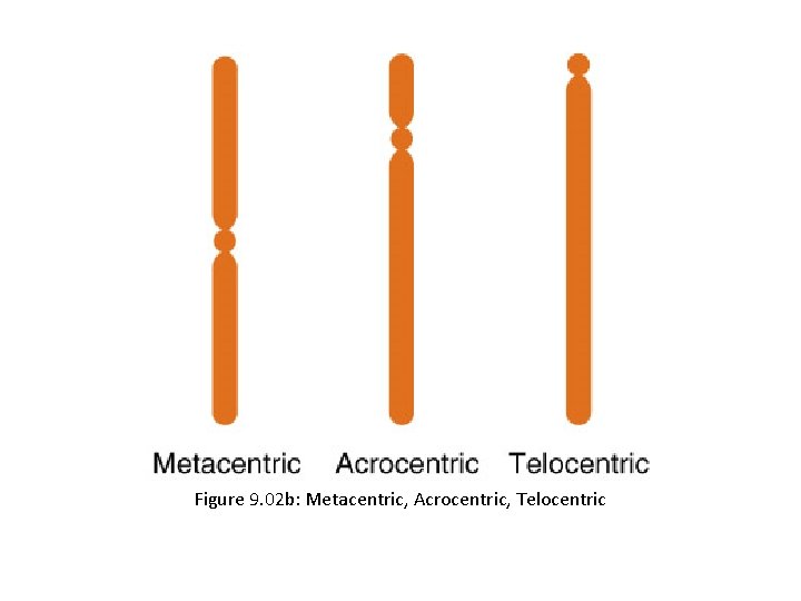 Figure 9. 02 b: Metacentric, Acrocentric, Telocentric 