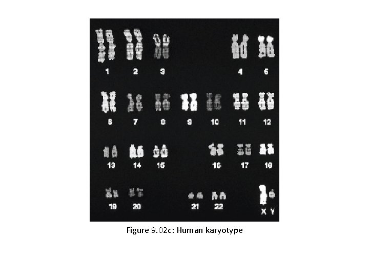 Figure 9. 02 c: Human karyotype 