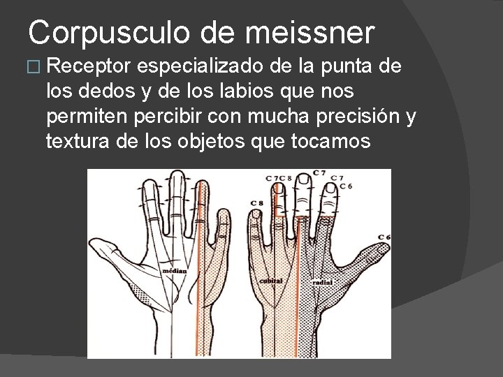 Corpusculo de meissner � Receptor especializado de la punta de los dedos y de