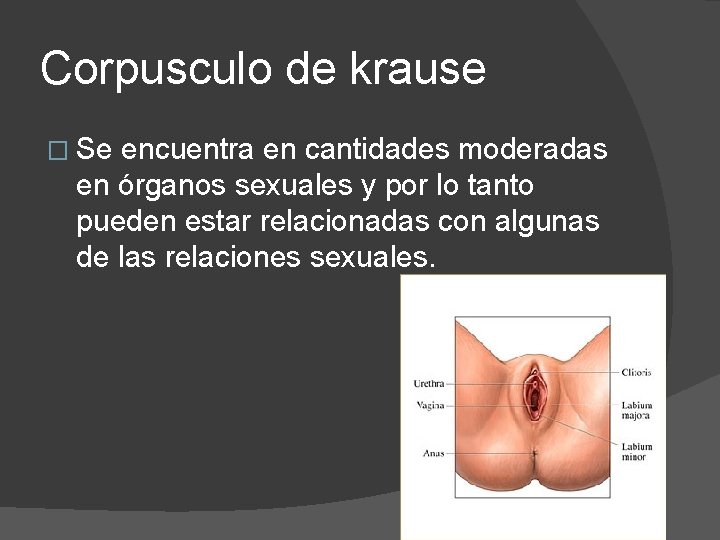 Corpusculo de krause � Se encuentra en cantidades moderadas en órganos sexuales y por