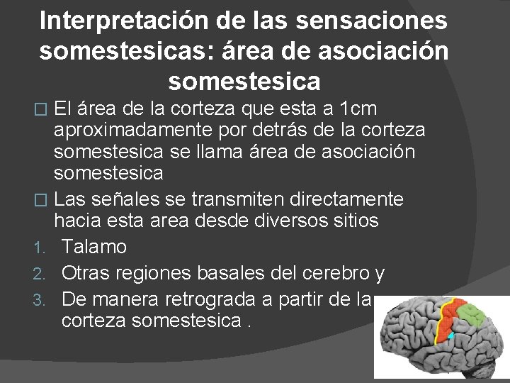 Interpretación de las sensaciones somestesicas: área de asociación somestesica El área de la corteza