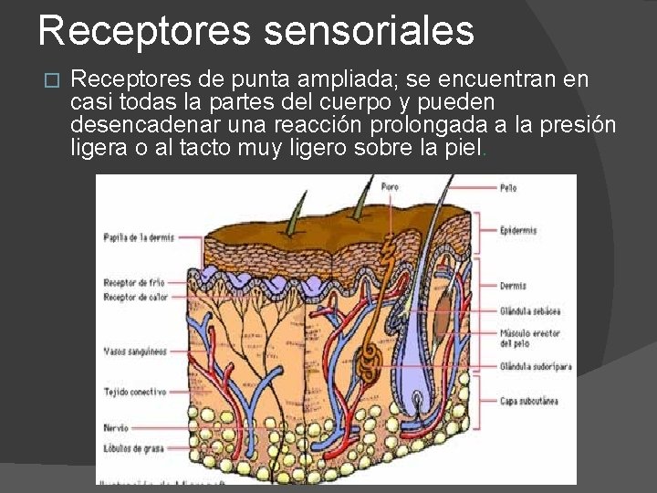 Receptores sensoriales � Receptores de punta ampliada; se encuentran en casi todas la partes