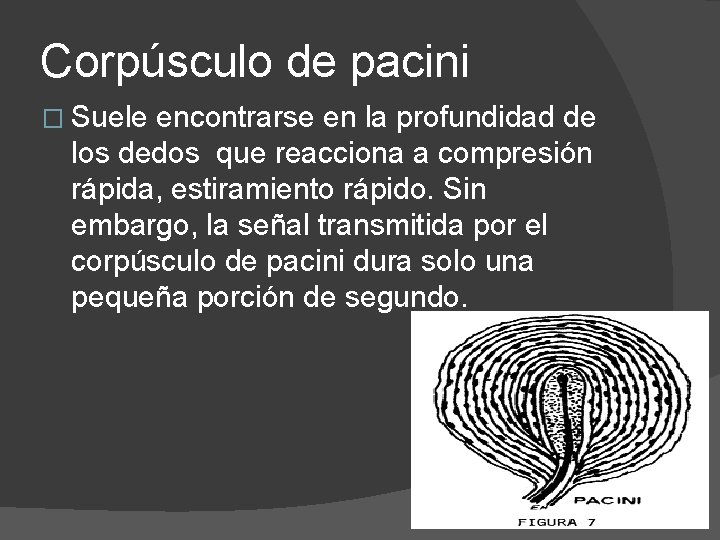 Corpúsculo de pacini � Suele encontrarse en la profundidad de los dedos que reacciona