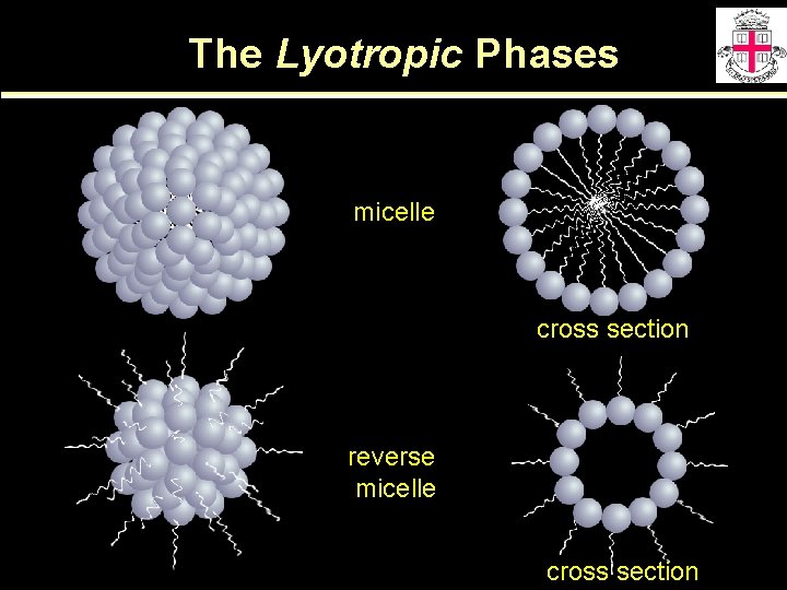 The Lyotropic Phases micelle cross section reverse micelle cross section 