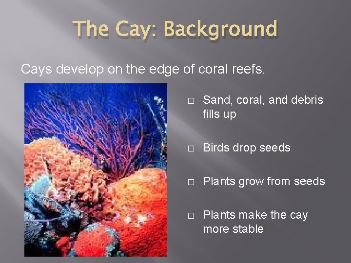 The Cay: Background Cays develop on the edge of coral reefs. � Sand, coral,