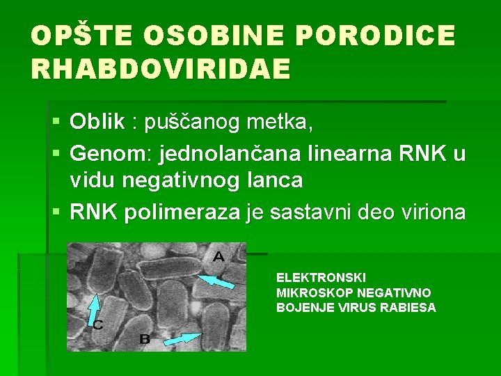 OPŠTE OSOBINE PORODICE RHABDOVIRIDAE § Oblik : puščanog metka, § Genom: jednolančana linearna RNK