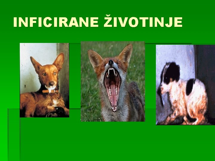 INFICIRANE ŽIVOTINJE 