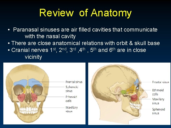 Review of Anatomy • Paranasal sinuses are air filled cavities that communicate with the